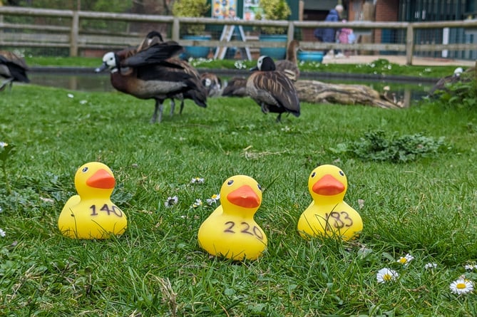 great-farnham-duck-race-returns-at-gostrey-meadow-this-weekend
